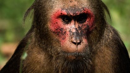 Království makaka medvědího