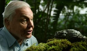 David Attenborough: Úžasné žáby