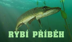 Rybí příběh