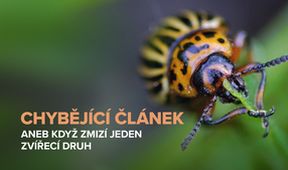 Chybějící článek aneb Když zmizí jeden zvířecí druh