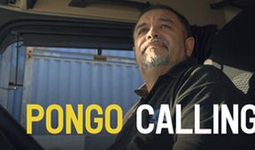 Pongo Calling