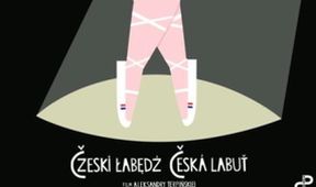 Česká labuť
