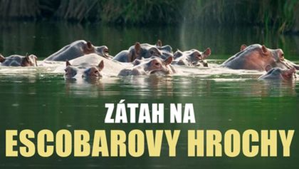 Zátah na Escobarovy hrochy, Dokumentární klub