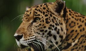Svět přírody - Jaguáři: Brazilské super kočky