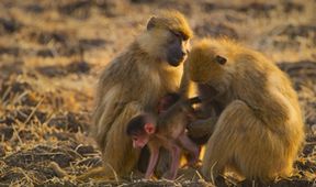 Zázračná planeta: Poslední ráje na Zemi - Luangwa