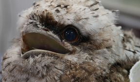 Záchranáři divokých zvířat: Austrálie (3)