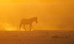 Zázračná planeta: Napajedlo - africká zvířecí oáza (2/3)