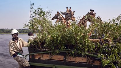 Žirafy, něžní obři afrických savan