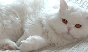 Wenn keiner guckt - Das geheimnisvolle Leben unserer Katzen