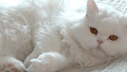 Wenn keiner guckt - Das geheimnisvolle Leben unserer Katzen