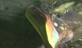 Království divočiny: Slizounek Blanchardův, USA