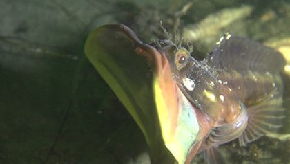 Království divočiny: Slizounek Blanchardův, USA