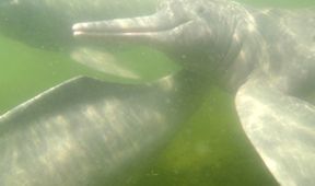 Království divočiny: Delfínovec amazonský, Amazonie