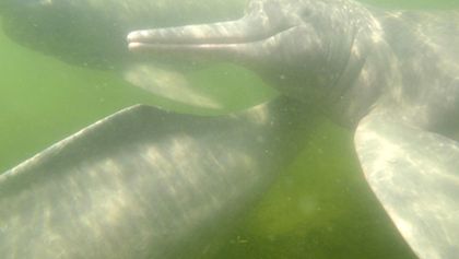 Království divočiny: Delfínovec amazonský, Amazonie