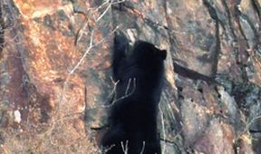 Království divočiny: Medvěd ušatý, Japonsko