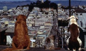 Neuvěřitelná cesta 2: Ztraceni v San Francisku
