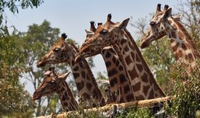 Žirafy, něžní obři afrických savan