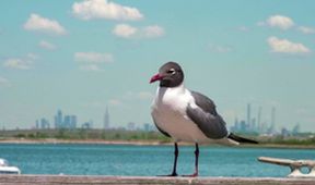 Na jachtě kolem New Yorku (2)