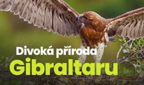 Divoká příroda Gibraltaru