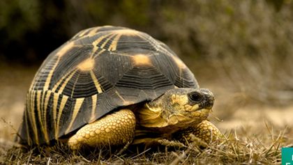 Kamera na cestách: Madagaskar plný života