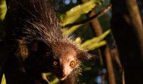 Madagaskar: Africké Galapágy