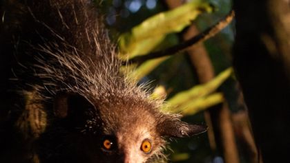 Madagaskar: Africké Galapágy