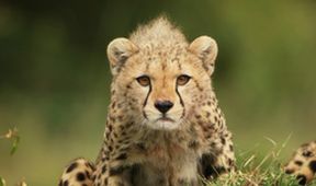 Serengeti II, Zázračná planeta (2/6)