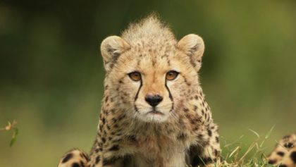 Serengeti II, Zázračná planeta (2/6)