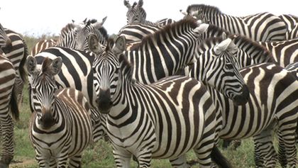 Království divočiny: Zebry, Afrika