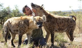 Zabijácké IQ: Lev versus hyena (2)
