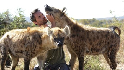 Zabijácké IQ: Lev versus hyena (2)