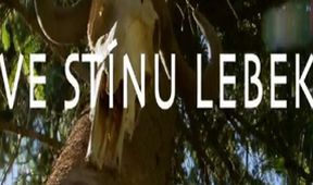 Ve stínu lebek