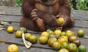Orangutaní škola v džungli (2)
