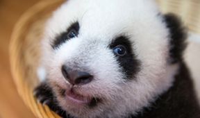 Pandí mláďata