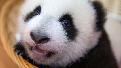 Pandí mláďata