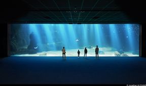 Nausicaá: Obří akvárium