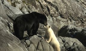 Království divočiny: Medvěd baribal