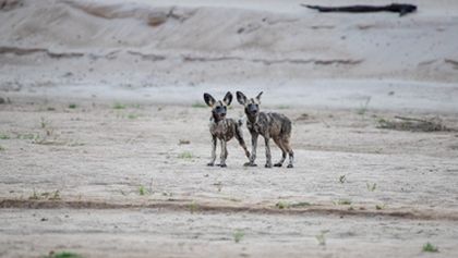 Psi hyenovití: Ve smečce (3)