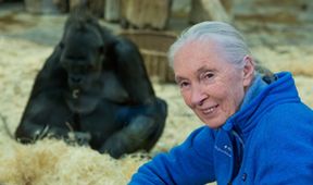 Jane Goodallová - životní příběh