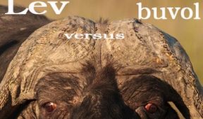 Lev versus buvol