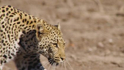Velkolepá Afrika (5)