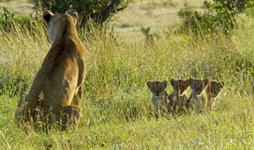 Serengeti III, Zázračná planeta (2/6)