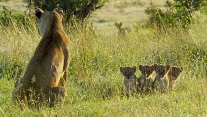 Serengeti III, Zázračná planeta (2/6)