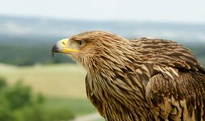 Nebeští lovci: Jestřábi, káně a orli