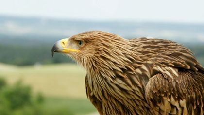 Nebeští lovci: Jestřábi, káně a orli