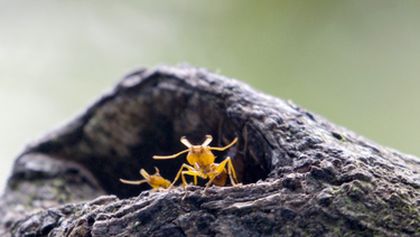 Mravenčí džungle