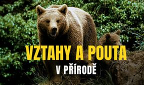 Vztahy a pouta v přírodě