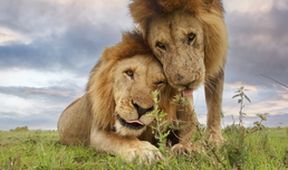 Serengeti (3)
