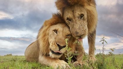 Serengeti (3)