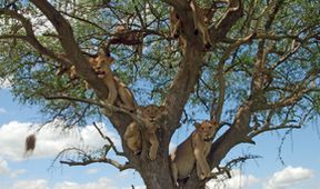 Serengeti III, Zázračná planeta (4/6)